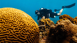 Новый опыт с Senses Diving